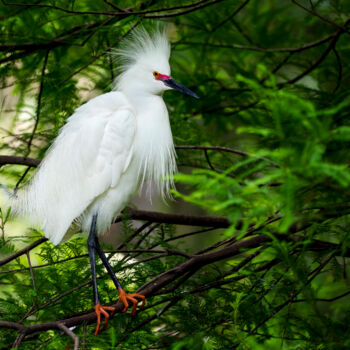 Fotografia intitulada "bird 32" por Lm Walker, Obras de arte originais, Fotografia digital