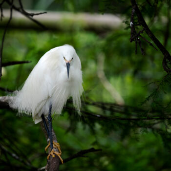 Fotografia intitulada "bird 40" por Lm Walker, Obras de arte originais, Fotografia digital