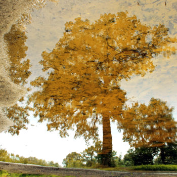 Photographie intitulée "Emmarbre dorée" par Loïc Le Douce (logan108), Œuvre d'art originale