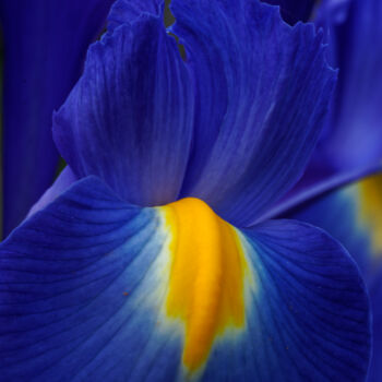 Photographie intitulée "Fleur du jardin" par Loïc Bihannic, Œuvre d'art originale, Photographie numérique