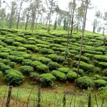 Photography titled "Tea garden, Chickma…" by Lokeswara Rao, Original Artwork