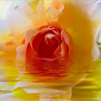 Digital Arts titled "Rose Noyée" by Lomel, Original Artwork