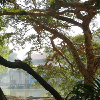 Fotografie mit dem Titel "arbres-Birmanie" von Lonicera, Original-Kunstwerk, Digitale Fotografie