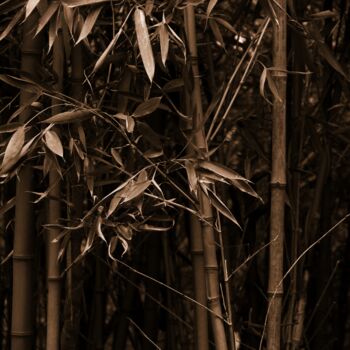 Fotografia intitulada "bambù" por Lorenzo Corti, Obras de arte originais, Fotografia digital