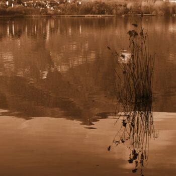 Photographie intitulée "pianta riflessa" par Lorenzo Corti, Œuvre d'art originale, Photographie numérique