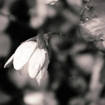 Photography titled "fiore in montagna" by Lorenzo Corti, Original Artwork, Digital Photography