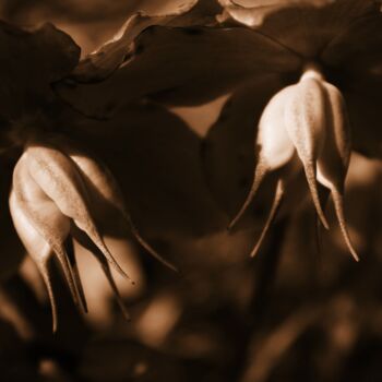 Photographie intitulée "fiori in montagna" par Lorenzo Corti, Œuvre d'art originale, Photographie numérique