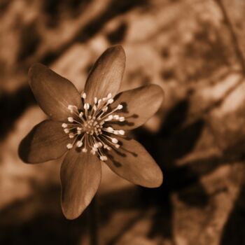 Fotografia intitolato "fiore sulla roccia" da Lorenzo Corti, Opera d'arte originale, Fotografia digitale