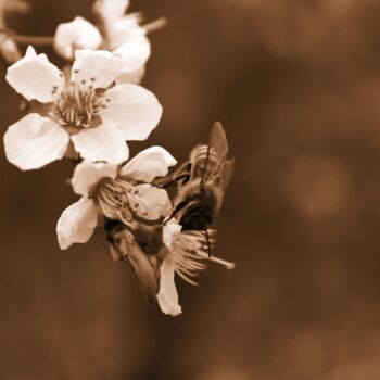 Photographie intitulée "ape sul fiore" par Lorenzo Corti, Œuvre d'art originale, Photographie numérique