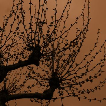 Photographie intitulée "silhouette di un al…" par Lorenzo Corti, Œuvre d'art originale, Photographie numérique