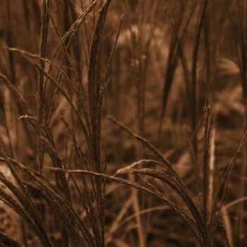 Fotografia intitolato "grano nel campo" da Lorenzo Corti, Opera d'arte originale, Fotografia digitale