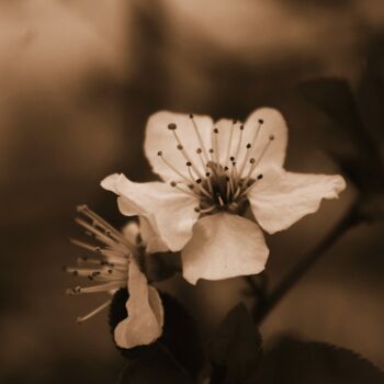 Photographie intitulée "fiore bianco 2" par Lorenzo Corti, Œuvre d'art originale, Photographie numérique