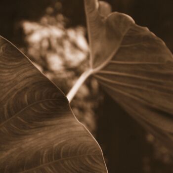 Photographie intitulée "foglie sullo stagno" par Lorenzo Corti, Œuvre d'art originale, Photographie numérique