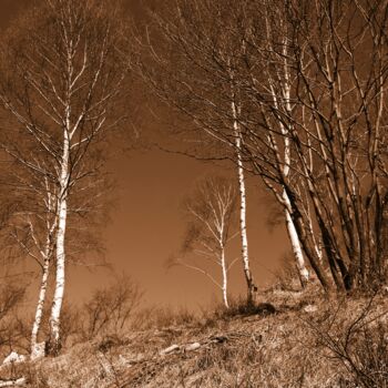 Photography titled "alberi bianchi" by Lorenzo Corti, Original Artwork, Digital Photography
