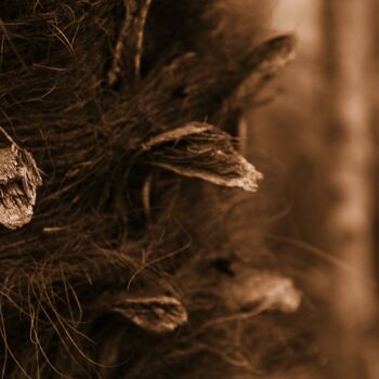 「palma macro」というタイトルの写真撮影 Lorenzo Cortiによって, オリジナルのアートワーク, デジタル