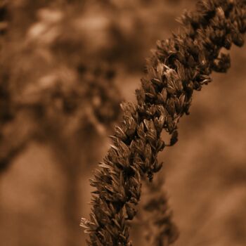 Photography titled "pianta cadente" by Lorenzo Corti, Original Artwork, Digital Photography