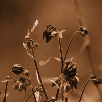 Photography titled "fiori 2" by Lorenzo Corti, Original Artwork, Digital Photography