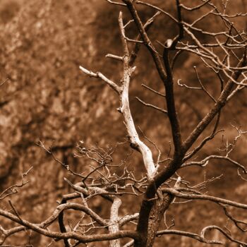 Photographie intitulée "albero spoglio" par Lorenzo Corti, Œuvre d'art originale, Photographie numérique