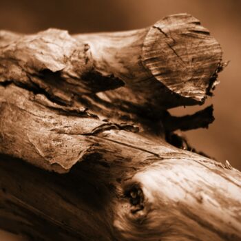 Fotografia intitolato "tronco di legno" da Lorenzo Corti, Opera d'arte originale, Fotografia digitale