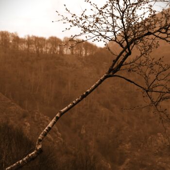 "albero obliquo" başlıklı Fotoğraf Lorenzo Corti tarafından, Orijinal sanat, Dijital Fotoğrafçılık
