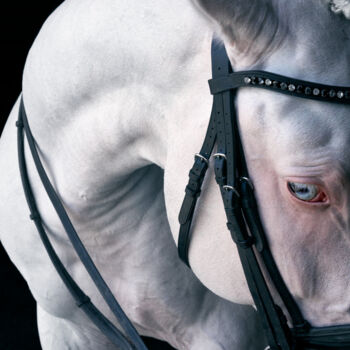 Fotografia zatytułowany „White Horse I” autorstwa Lori Adamski-Peek, Oryginalna praca, Fotografia cyfrowa