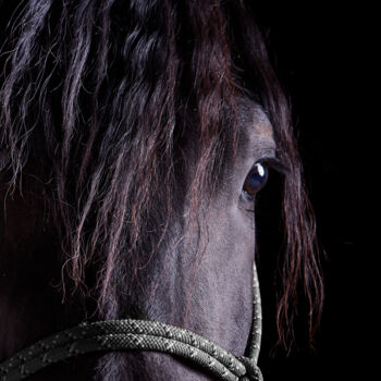 Photographie intitulée "Black Horse II" par Lori Adamski-Peek, Œuvre d'art originale, Photographie numérique