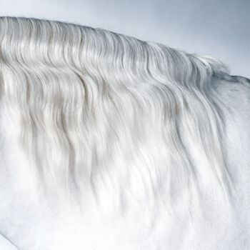 摄影 标题为“White Horse II” 由Lori Adamski-Peek, 原创艺术品, 数码摄影