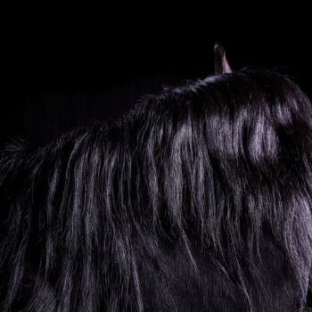 摄影 标题为“Black Horse IV” 由Lori Adamski-Peek, 原创艺术品, 数码摄影