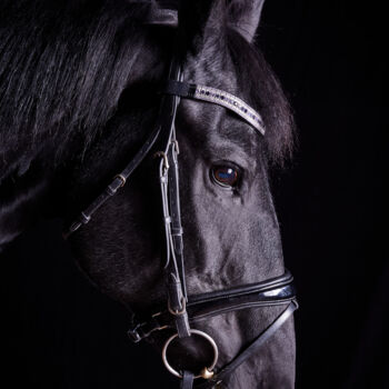 Fotografia intitolato "Black Horse VII" da Lori Adamski-Peek, Opera d'arte originale, Fotografia digitale