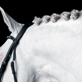 Photographie intitulée "White Horse IV" par Lori Adamski-Peek, Œuvre d'art originale, Photographie numérique