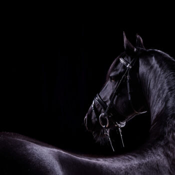 Photographie intitulée "Black Horse VIII" par Lori Adamski-Peek, Œuvre d'art originale, Photographie numérique