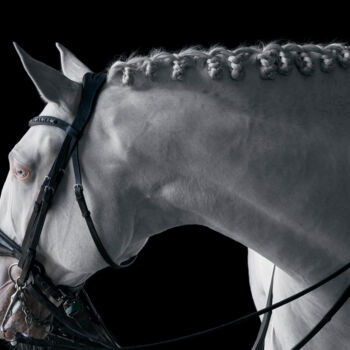 Fotografie getiteld "White Horse V" door Lori Adamski-Peek, Origineel Kunstwerk, Digitale fotografie