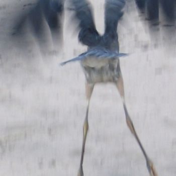 Photographie intitulée "Blue Heron in Flight" par Glenn Michael Morley, Œuvre d'art originale