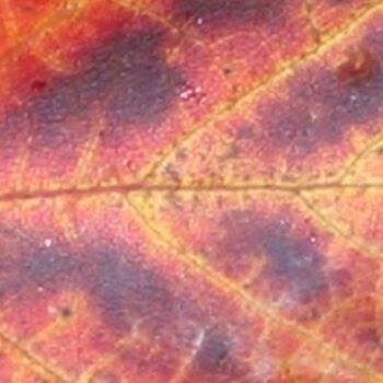 Fotografía titulada "Colored Leaf" por Glenn Michael Morley, Obra de arte original