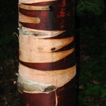 Fotografía titulada "Birch Tree Exposed" por Glenn Michael Morley, Obra de arte original