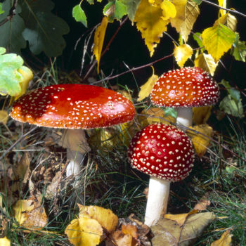 Photographie intitulée "Fliegenpilze" par Lothar Reupert, Œuvre d'art originale, Photographie non manipulée