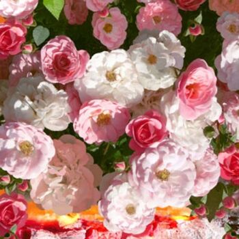 Fotografía titulada "Pluie de roses de 2…" por Lou Perdu, Obra de arte original