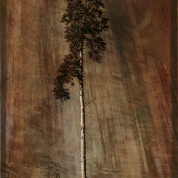Photography titled "tall-tree.jpg" by Louis Agius, Original Artwork