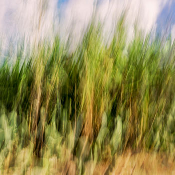 Photography titled "cane-corner.jpg" by Louis Agius, Original Artwork