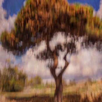 Фотография под названием "an-old-pine.jpg" - Louis Agius, Подлинное произведение искусства