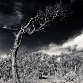 Photography titled "Bowed Tree" by Lou Zucchi, Original Artwork