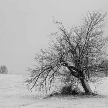 Фотография под названием "Winter's Veil" - Lou Zucchi, Подлинное произведение искусства