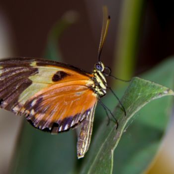 Fotografia zatytułowany „Butterfly 3” autorstwa Lou Zucchi, Oryginalna praca