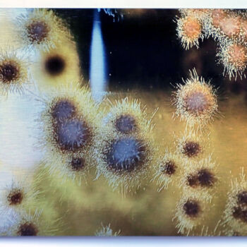 Arts numériques intitulée "Sunflowers" par Lovely Microbe, Œuvre d'art originale, Photographie numérique