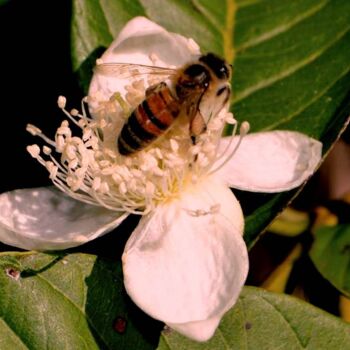 Fotografía titulada "Abelha - Bee - Abei…" por Luiz Pantaleão (Panta), Obra de arte original