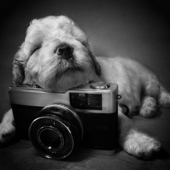 Fotografia intitulada "cachorrinho.jpg" por Lucas Coe, Obras de arte originais, Fotografia Manipulada