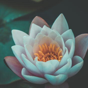 Photographie intitulée "Water lily" par Luciana Dias, Œuvre d'art originale, Photographie numérique