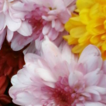 Fotografía titulada "Fleurs  de Chrysant…" por Lucie Lucy, Obra de arte original