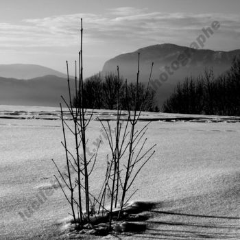 Photography titled "champlaurent" by Lucile Habert, Original Artwork