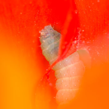 Fotografia zatytułowany „tulipe” autorstwa Lucile Longre, Oryginalna praca